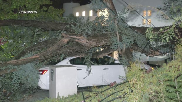 Tree Lands on Maserati in Driveway of Brentwood Home