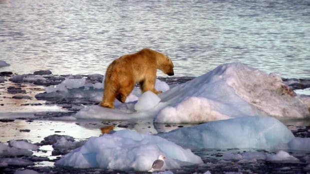 Polar_Bear_on_Ice