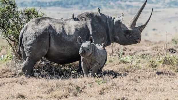 A mother and baby black rhino in Lewa Conservancy, Kenya.