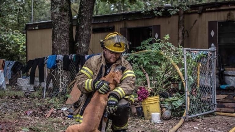 Dog Gets Rescued   