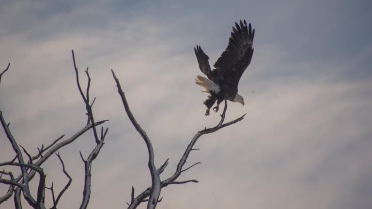 Eagle Watching in Rural Missouri
