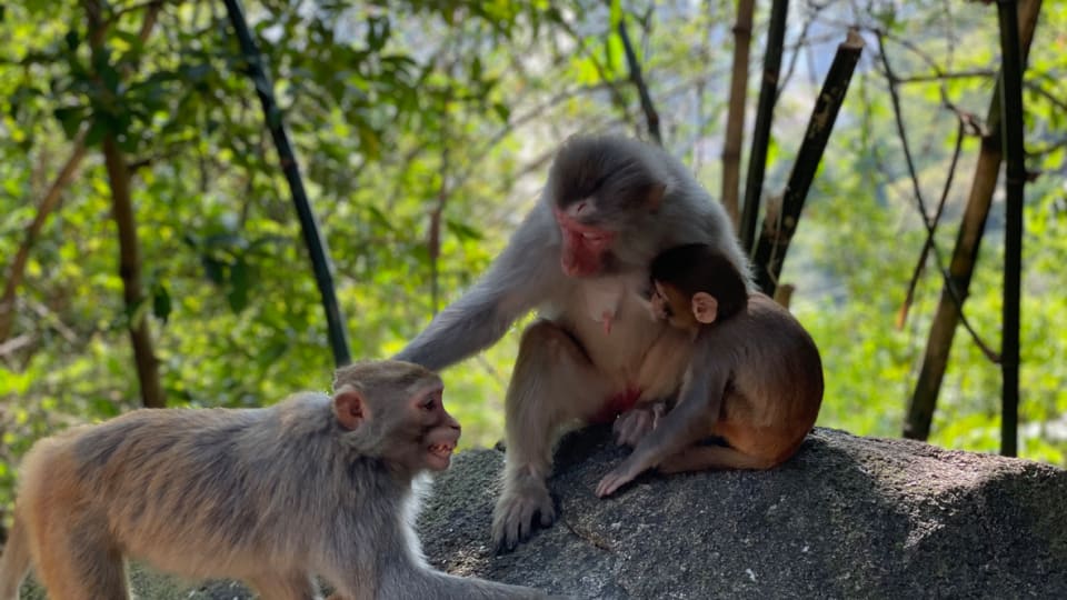 End monstrous experiments on monkeys at Rockefeller U