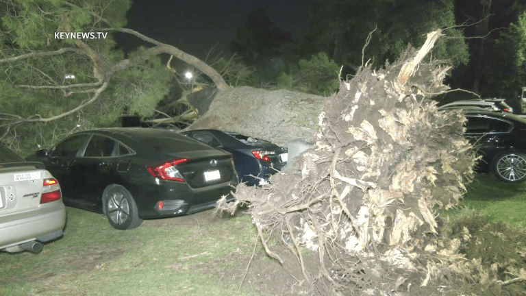 Griffith Park Tree Falls onto Multiple Vehicles Parked for Event