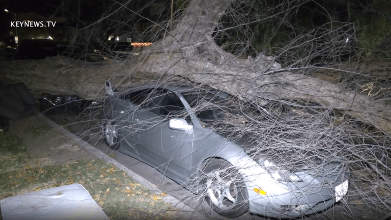 Large Tree Lands on Two Vehicles in Windy Panorama City 