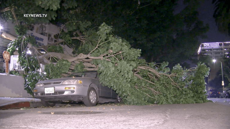 Large Tree Branch Falls Damaging 2 Parked Cars in Hollywood