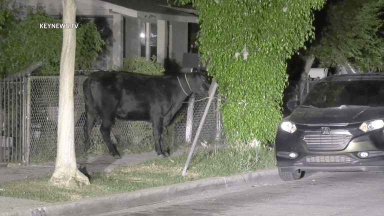 Cows Stampede Through Pico Rivera Escaping from Slaughterhouse (GRAPHIC)