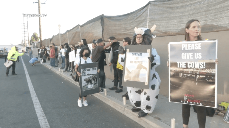 Crowd Gathers for Vigil at Slaughterhouse Where Cows Escaped in Pico Rivera