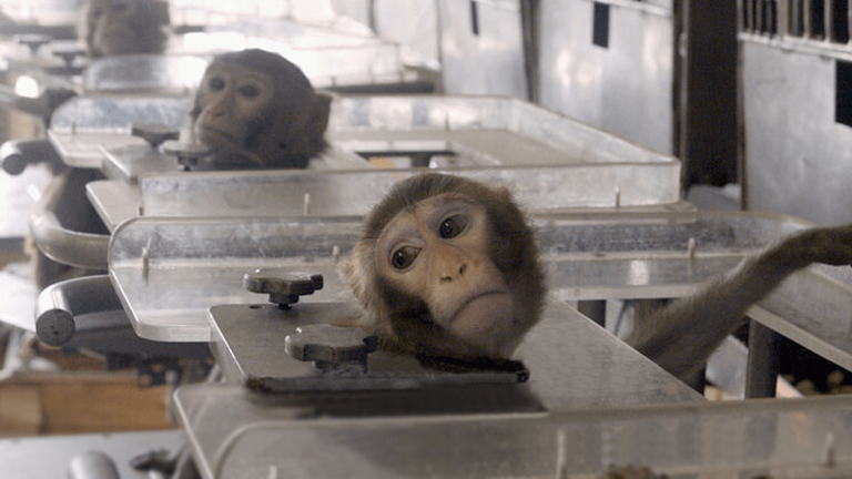 Call for immediate removal of primate center director