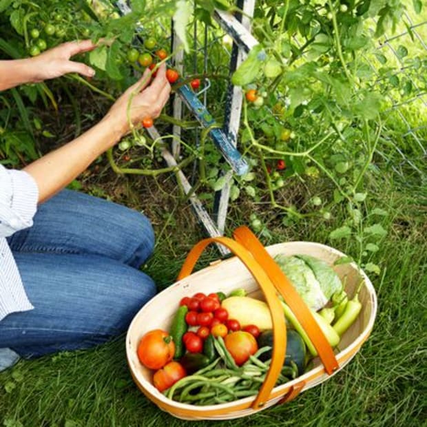 woman-haarvesting-vegetables-in-garden-ad4e9942-6c2139192aec49aeb46256594d1fc8bb
