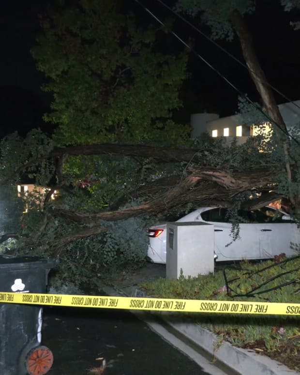 Tree Lands on Maserati in Brentwood
