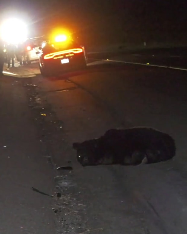 Bear Struck and Killed on 5 Freeway