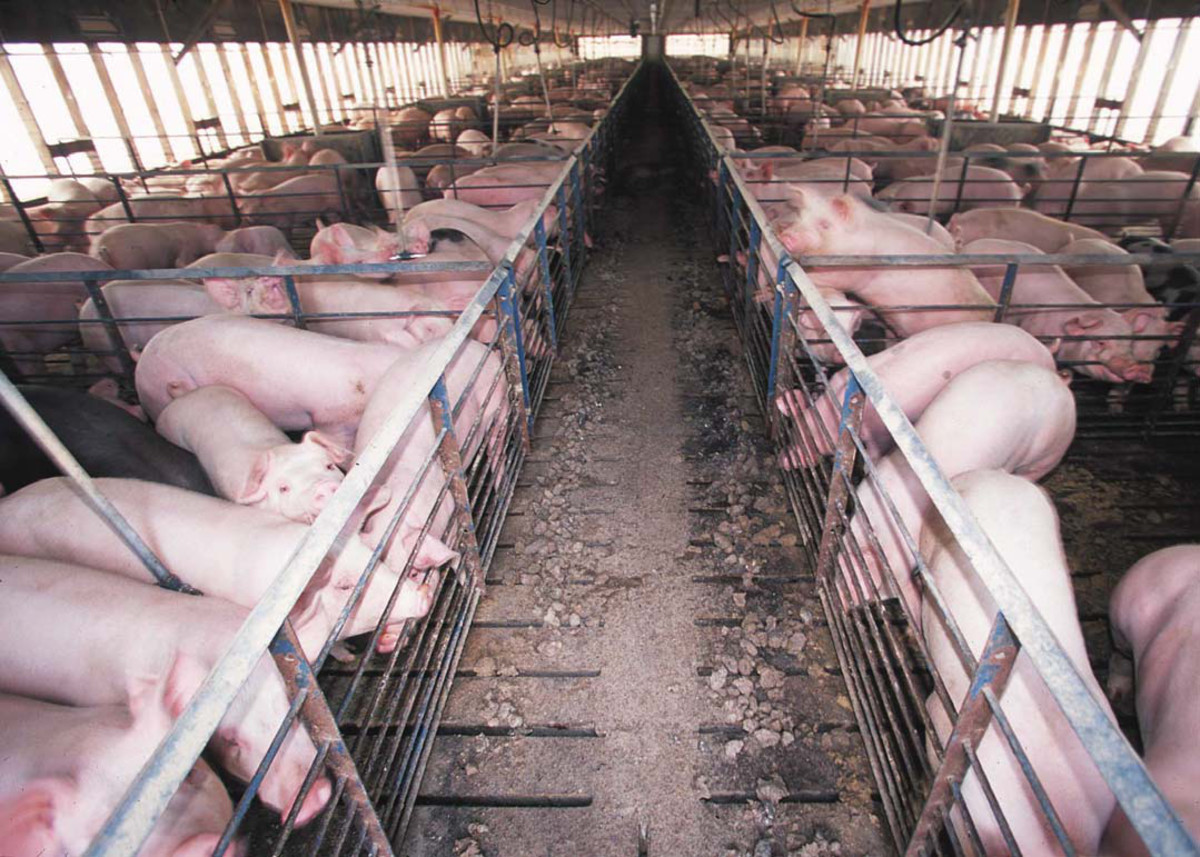 Pigs in a factory farm