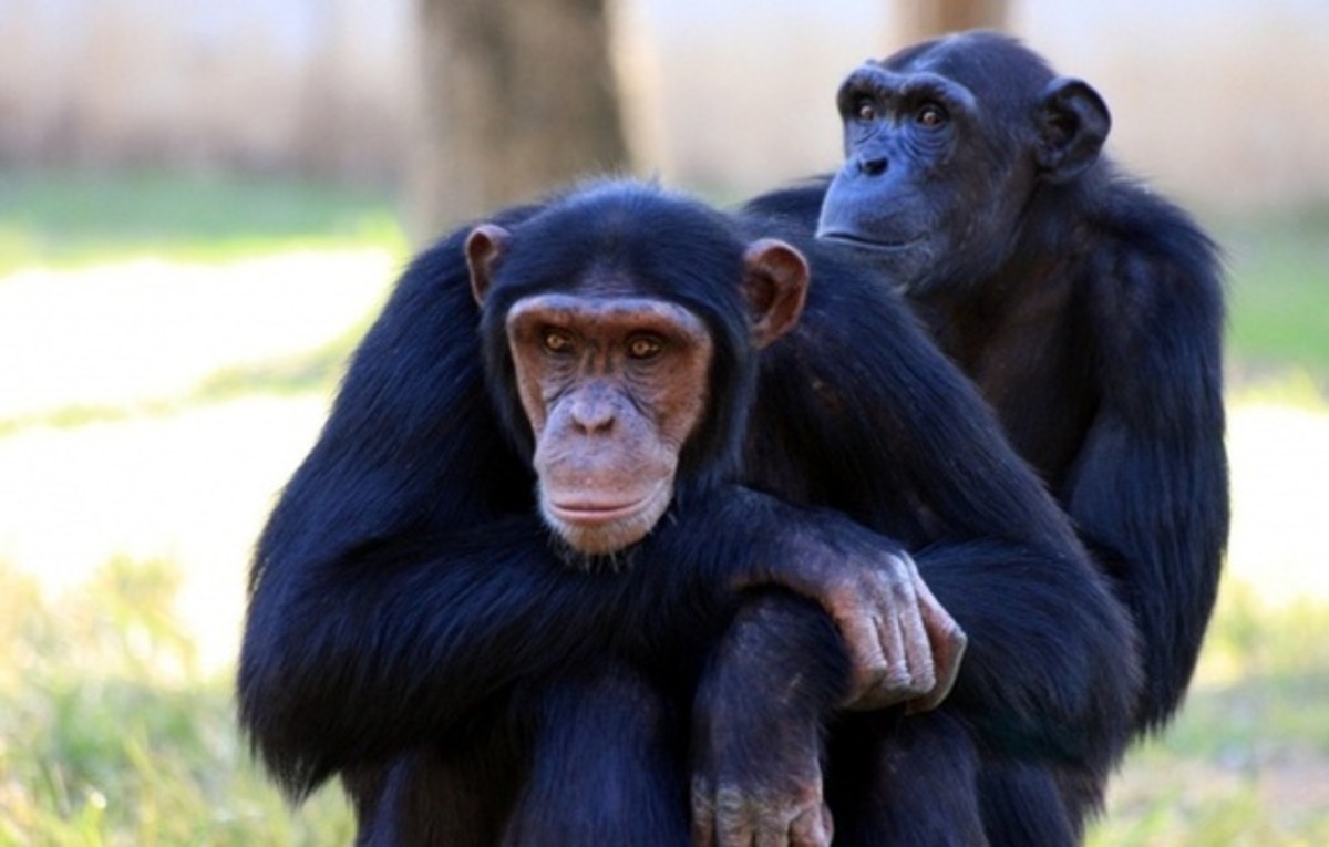 two_chimps_outdoors