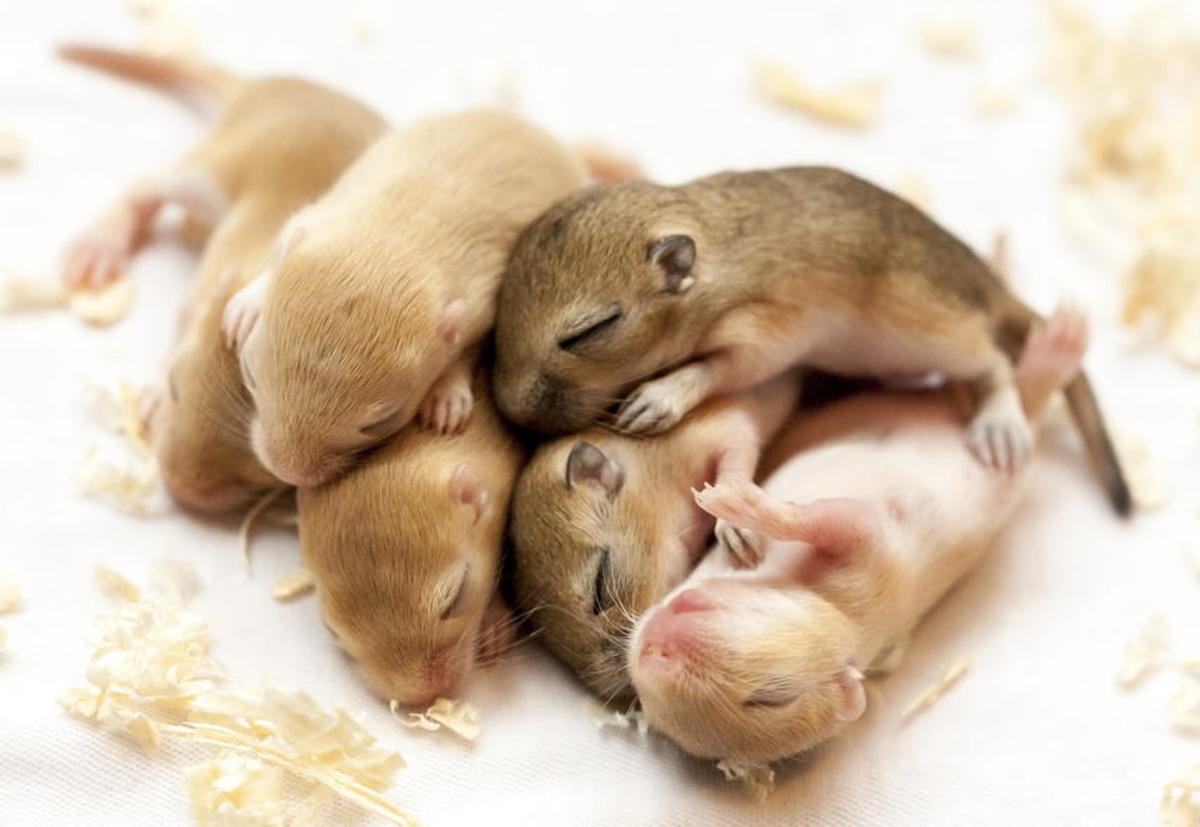 group_of_baby_mice_cropped